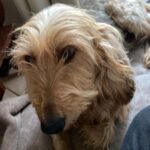 cagnolina rivalba malata di tumore