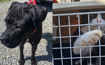 A Pontecurone salvati cane e gatto abbandonati in un appartamento fatiscente