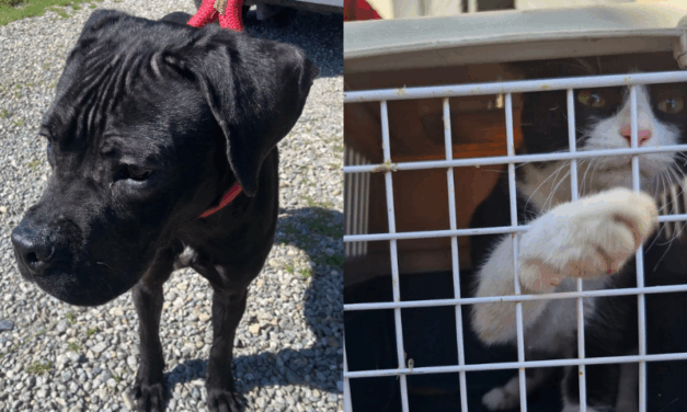 A Pontecurone salvati cane e gatto abbandonati in un appartamento fatiscente