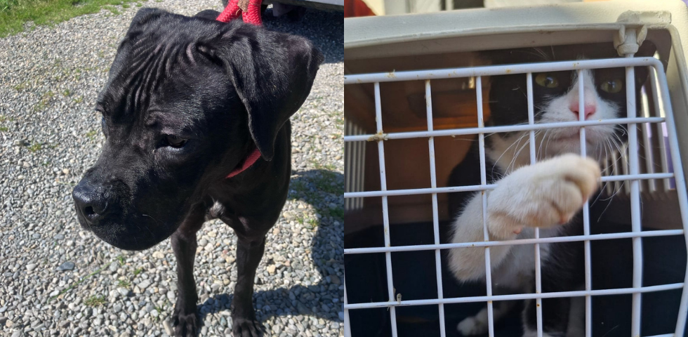 A Pontecurone salvati cane e gatto abbandonati in un appartamento fatiscente