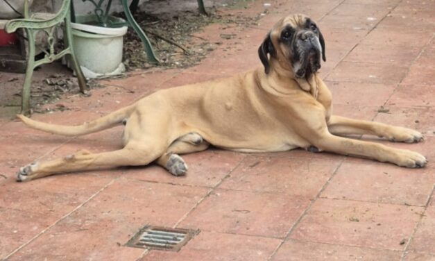 Una speranza per Beige: dolcissimo corso di 8 anni, sta per finire in canile. Aiutiamolo