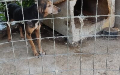 Milano, quattro cani in gabbie sporche e senz’acqua: intervento delle Guardie zoofile OIPA