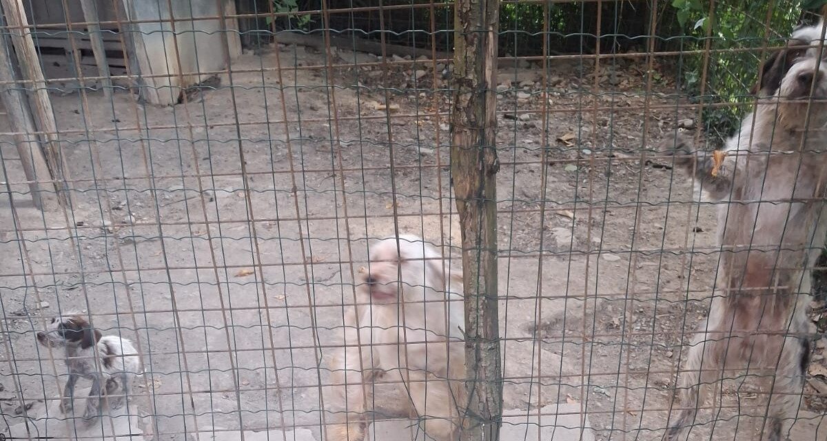 Alessandria, le Guardie Zoofile OIPA salvano cinque cani dal più totale degrado. Tra loro due cuccioli di 60 giorni
