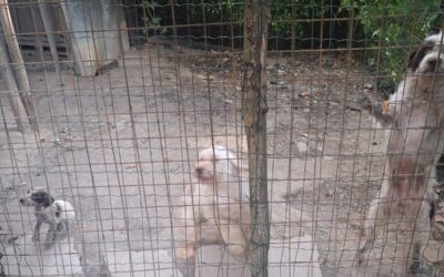 Alessandria, le Guardie Zoofile OIPA salvano cinque cani dal più totale degrado. Tra loro due cuccioli di 60 giorni