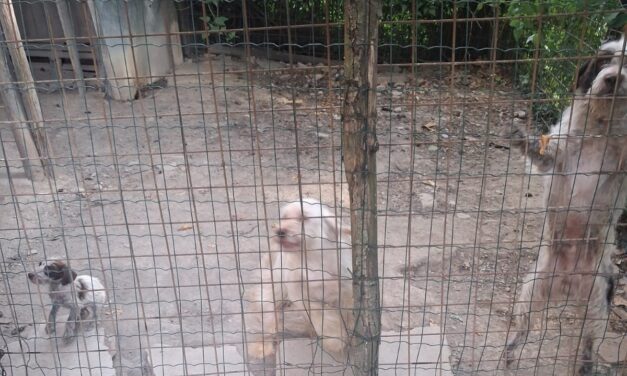 Alessandria, le Guardie Zoofile OIPA salvano cinque cani dal più totale degrado. Tra loro due cuccioli di 60 giorni