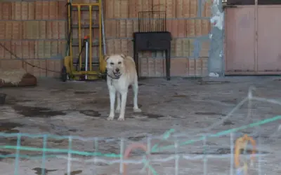 Orrore nel catanese: 19 cani detenuti nel più totale degrado, salvati dalle Guardie OIPA