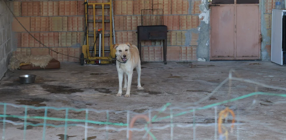 Orrore nel catanese: 19 cani detenuti nel più totale degrado, salvati dalle Guardie OIPA