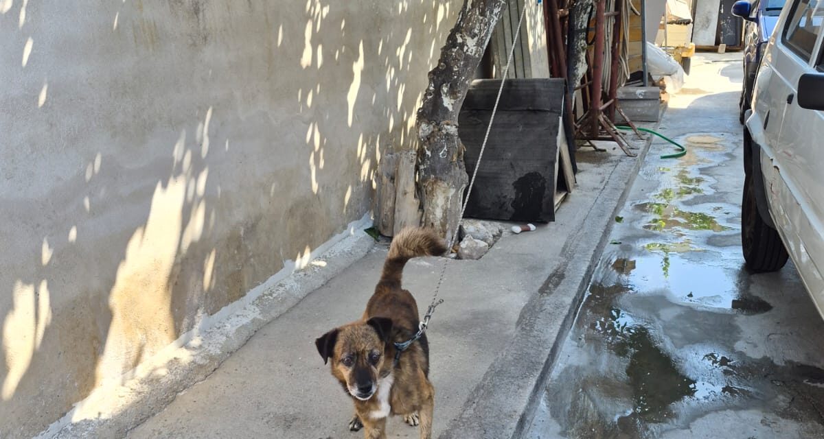 Mai più catene per Lillo, cagnolino liberato dalle Guardie Zoofile OIPA di Napoli