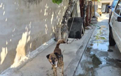 Mai più catene per Lillo, cagnolino liberato dalle Guardie Zoofile OIPA di Napoli