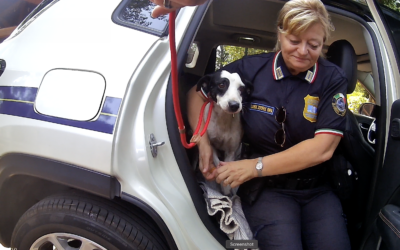 Ritorno alla vita per Jack, cagnolino salvato dal degrado dalle Guardie Zoofile OIPA di Milano