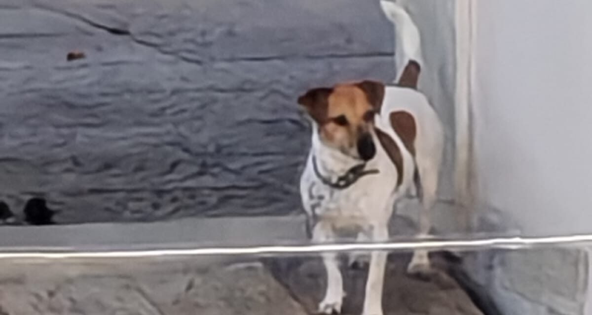 Dalla negligenza al riscatto: lieto fine per Jack, cagnolino detenuto a catena