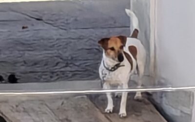 Dalla negligenza al riscatto: lieto fine per Jack, cagnolino detenuto a catena