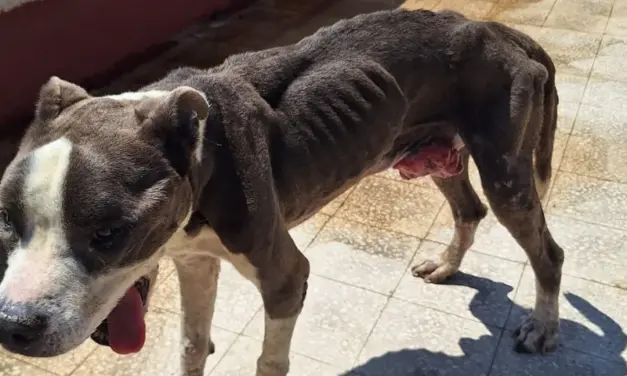 Palermo, pitbull anziano e malato abbandonato su una terrazza sotto il sole, senza cibo né acqua: sequestrato