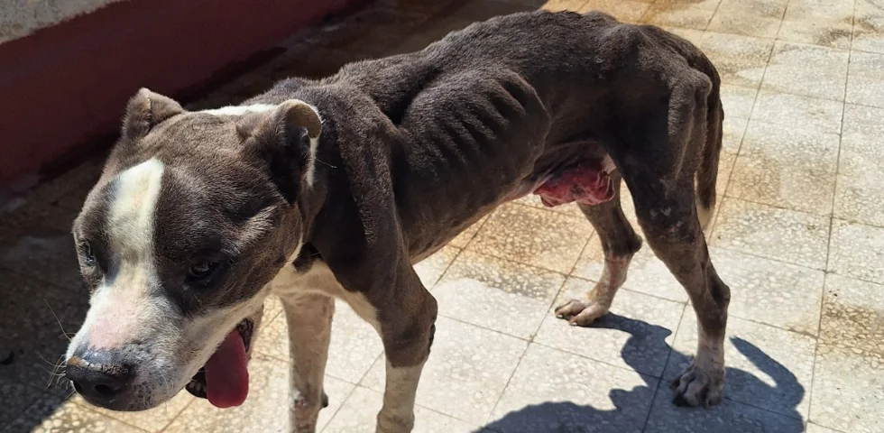 Palermo, pitbull anziano e malato abbandonato su una terrazza sotto il sole, senza cibo né acqua: sequestrato