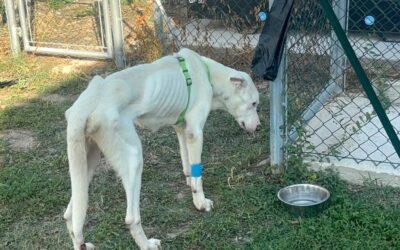 Fano (PU), cane scheletrico abbandonato in una casa disabitata, salvato dalle Guardie Zoofile OIPA