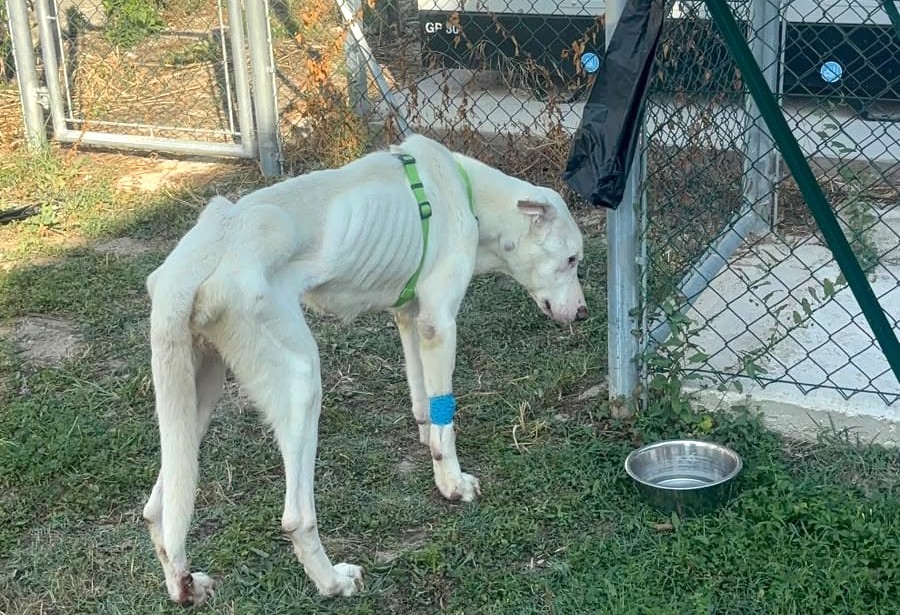 Fano (PU), cane scheletrico abbandonato in una casa disabitata, salvato dalle Guardie Zoofile OIPA