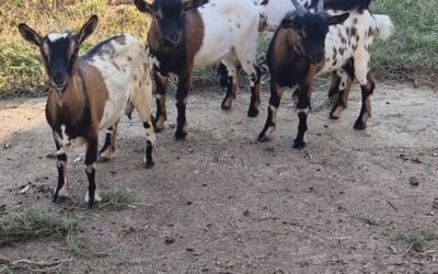 Quattro caprette rinvenute a Fiume Veneto (PN) trovano una nuova casa grazie alle Guardie Zoofile OIPA
