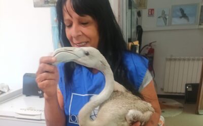 Lieto fine a Genova: le Guardie Zoofile OIPA salvano un giovane fenicottero in difficoltà nel porto