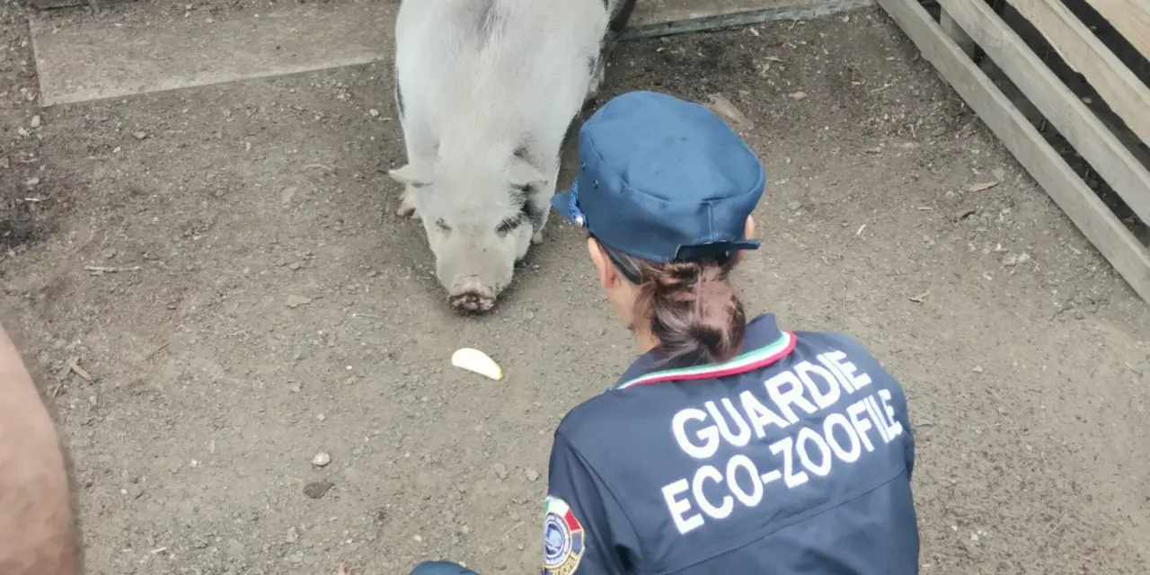 Milano: campo rom in fase di sgombero, salvati una capra e un maialino vietnamita dalle Guardie OIPA