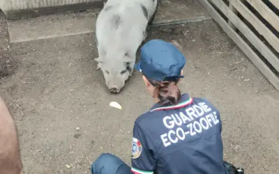 Milano: campo rom in fase di sgombero, salvati una capra e un maialino vietnamita dalle Guardie OIPA