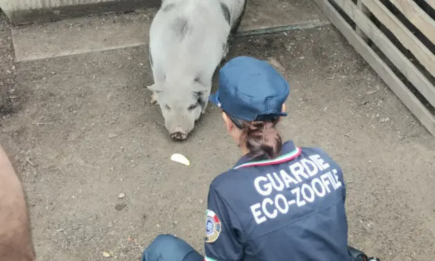 Milano: campo rom in fase di sgombero, salvati una capra e un maialino vietnamita dalle Guardie OIPA
