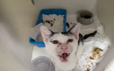 A Mombaroccio (PU), le Guardie OIPA sequestrano 4 gatti gravemente malati: erano scheletrici e infestati dalle pulci
