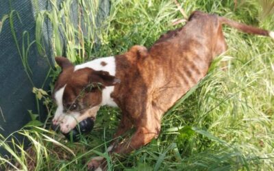 Cesare, pitbull gravemente denutrito detenuto in un box, salvato dalle guardie zoofile OIPA in Val Nure (PC)