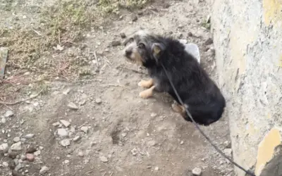 Alessandria, cane legato all’esterno di una casa cantoniera, sequestrato dalle Guardie Zoofile dell’OIPA