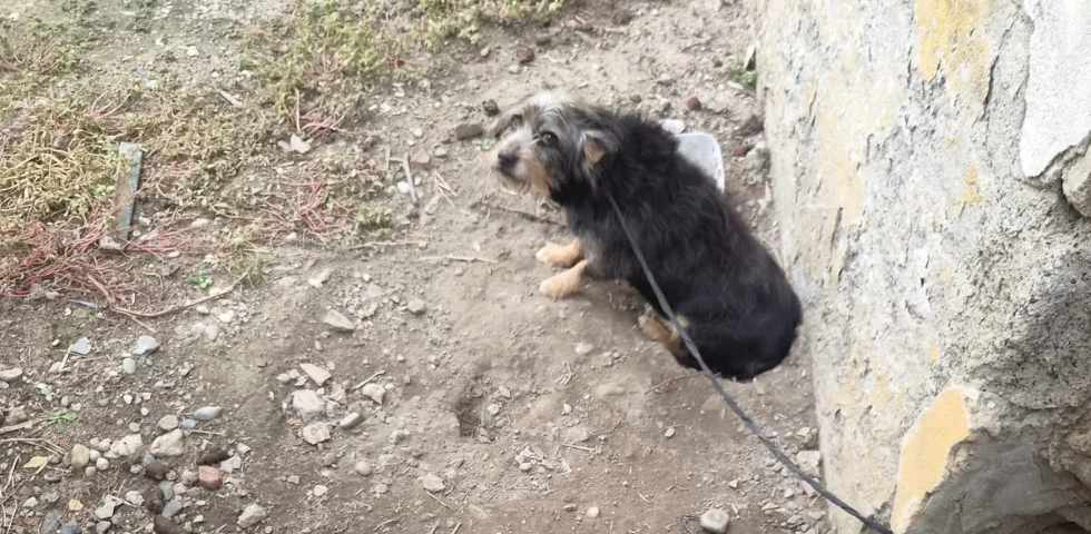 Alessandria, cane legato all’esterno di una casa cantoniera, sequestrato dalle Guardie Zoofile dell’OIPA