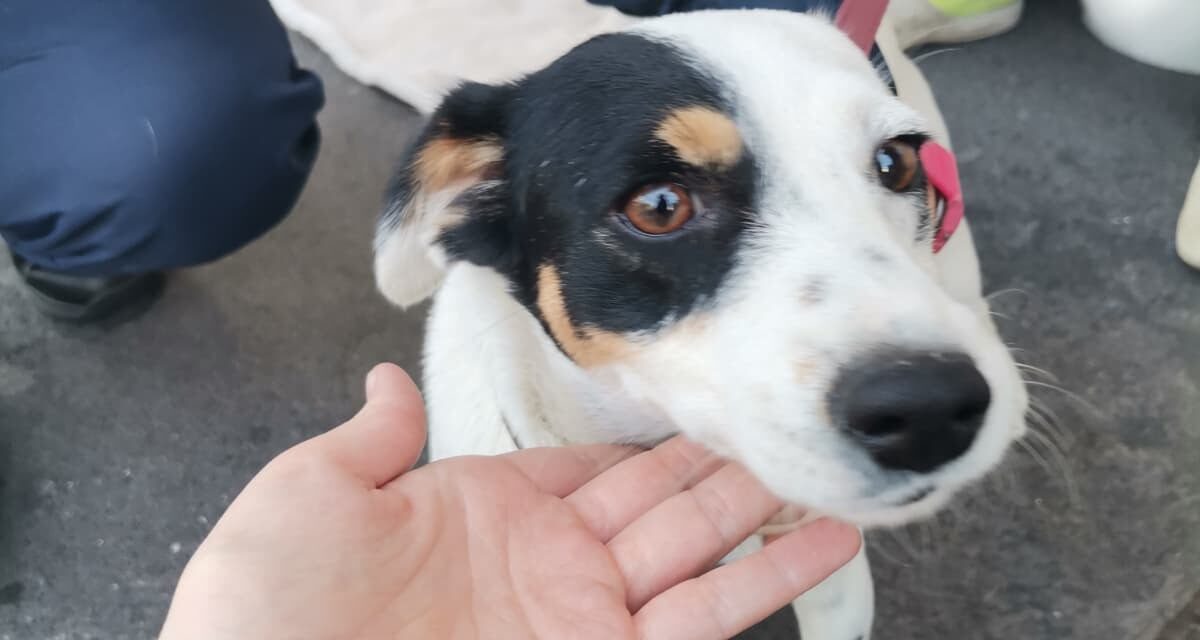 Milano, cane utilizzato per l’accattonaggio: sequestro e possibile confisca con la nuova legge regionale