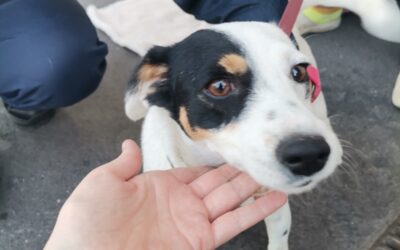 Milano, cane utilizzato per l’accattonaggio: sequestro e possibile confisca con la nuova legge regionale