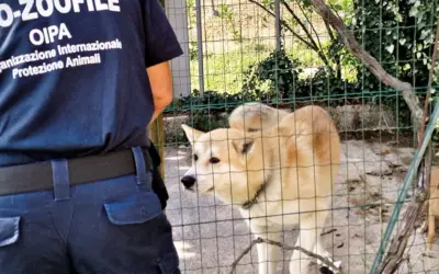 Fano (PU) cane tenuto alla catena: sanzionato un prete. Le Guardie Zoofile OIPA denunciano minacce dopo il controllo