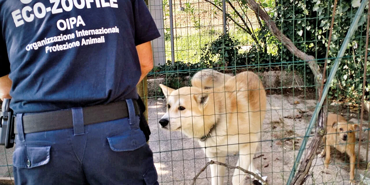 Fano (PU) cane tenuto alla catena: sanzionato un prete. Le Guardie Zoofile OIPA denunciano minacce dopo il controllo