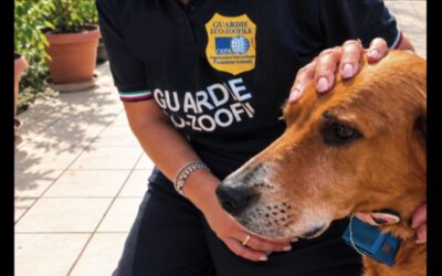 Colli Metauro (PU), cane con collare elettrico per impedirgli di abbaiare: sequestrato il dispositivo