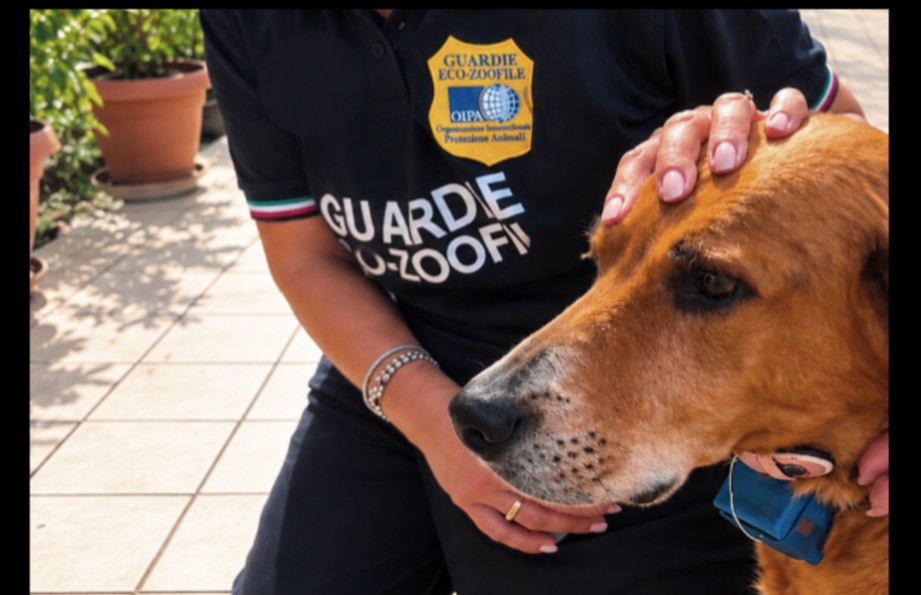 Colli Metauro (PU), cane con collare elettrico per impedirgli di abbaiare: sequestrato il dispositivo